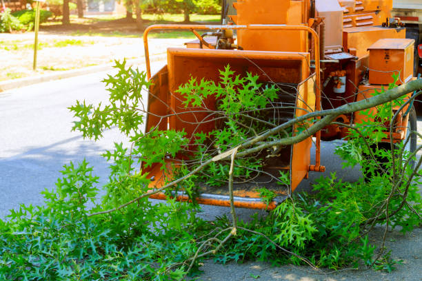 Best Fruit Tree Pruning  in Indian Hills, NM